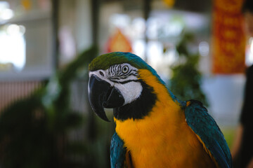 Close-up portrait of a blue-and-yellow macaw with vibrant golden plumage, turquoise blue feathers and a distinctive black beak, showcasing tropical bird beauty and exotic wildlife © Vladislav