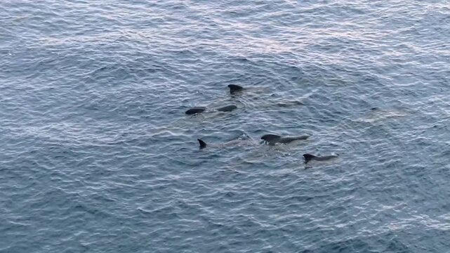 Aerial view of long-finned pilot whales swimming closely together near the ocean surface, revealing their dark dorsal fins and streamlined bodies against textured blue water