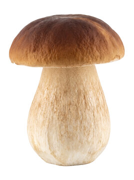 Fresh porcini mushroom isolated with transparent background, raw wild king bolete edible fungus, gourmet cooking and culinary ingredient