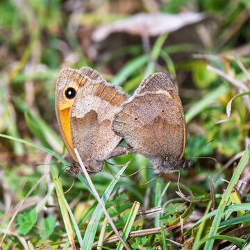 Pair of Mating Meadow Brown Butterfly