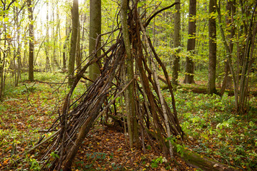Weathered branch wigwam hidden in a dense autumnal forest, rustic wooden teepee structure built for wilderness survival training and outdoor scout exploration in the woodland © PhotoChur