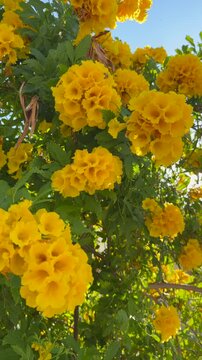 Yellow elder displays abundant golden trumpet blooms on Tecoma stans, with leafy branches filling upward view. Camera moves slightly beneath flowering Yellow bell against blue sky.