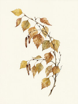 A beautifully painted watercolor illustration of a birch branch with autumn leaves, ideal for fall cover design and an elegant nature-themed background