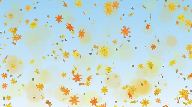 Yellow and orange maple leaves falling over bright sky blue bokeh, seamless loop