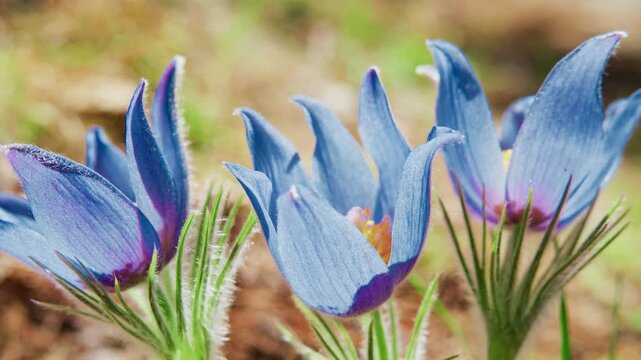 Blue flowers bloom softly in spring earth. Petals glow with deep hues, edged in purple. Fuzzy stems reach upward, delicate and fresh. Nature's quiet beauty, fresh and unspoiled