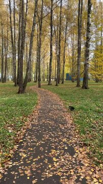 A walk along a path in an autumn park. Healthy lifestyle. Vertical footage.