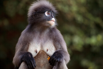 Fototapeta premium Dusky leaf monkey (Trachypithecus obscurus), Thailand.