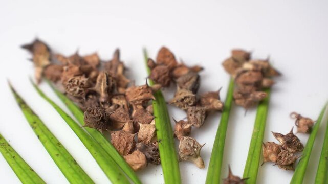 Gokhru &ndash; Tribulus Terrestris, Traditional Indian Ayurvedic Herb Known for Its Spiny Fruits, Herbal Wellness Uses and Botanical Importance