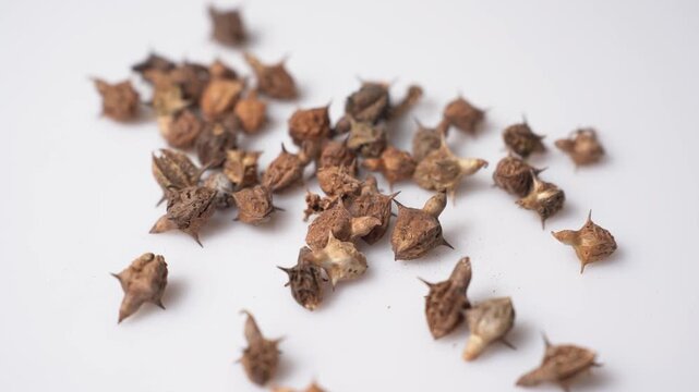 Gokhru &ndash; Tribulus Terrestris, Traditional Indian Ayurvedic Herb Known for Its Spiny Fruits, Herbal Wellness Uses and Botanical Importance