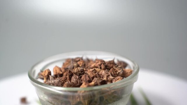 Gokhru &ndash; Tribulus Terrestris, Traditional Indian Ayurvedic Herb Known for Its Spiny Fruits, Herbal Wellness Uses and Botanical Importance