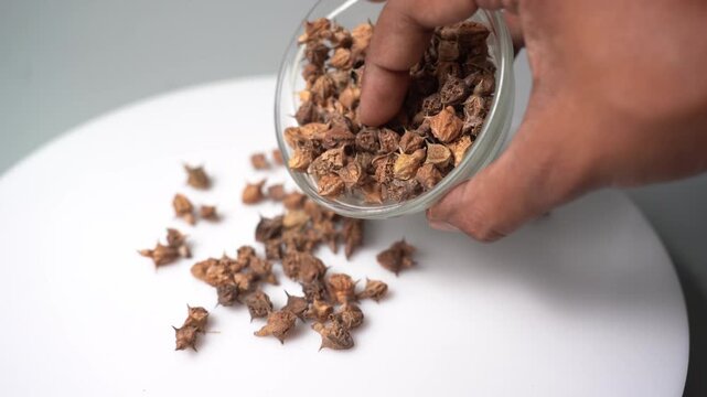 Gokhru &ndash; Tribulus Terrestris, Traditional Indian Ayurvedic Herb Known for Its Spiny Fruits, Herbal Wellness Uses and Botanical Importance