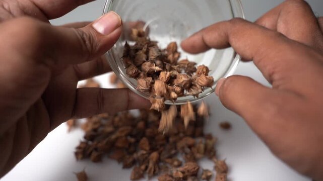 Gokhru &ndash; Tribulus Terrestris, Traditional Indian Ayurvedic Herb Known for Its Spiny Fruits, Herbal Wellness Uses and Botanical Importance