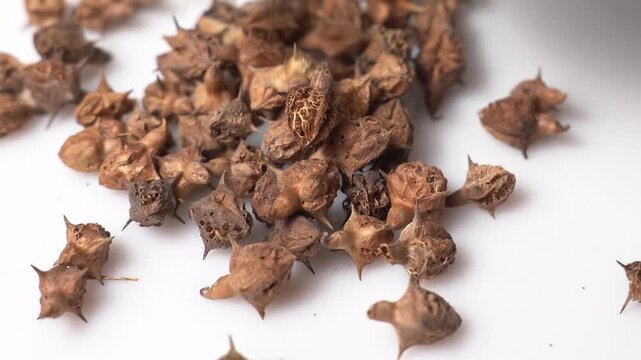 Gokhru &ndash; Tribulus Terrestris, Traditional Indian Ayurvedic Herb Known for Its Spiny Fruits, Herbal Wellness Uses and Botanical Importance