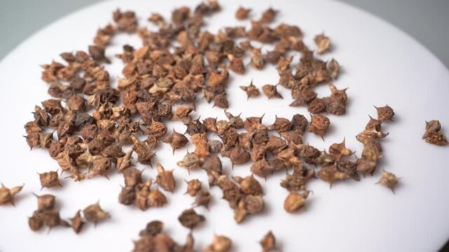 Gokhru &ndash; Tribulus Terrestris, Traditional Indian Ayurvedic Herb Known for Its Spiny Fruits, Herbal Wellness Uses and Botanical Importance