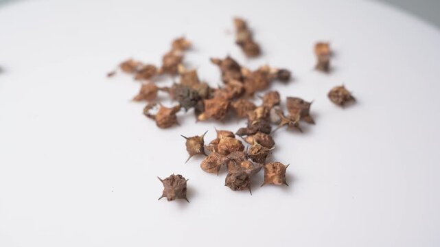 Gokhru &ndash; Tribulus Terrestris, Traditional Indian Ayurvedic Herb Known for Its Spiny Fruits, Herbal Wellness Uses and Botanical Importance