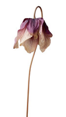 Naklejka premium PNG Delicate wilted flower art