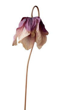 PNG Delicate wilted flower art