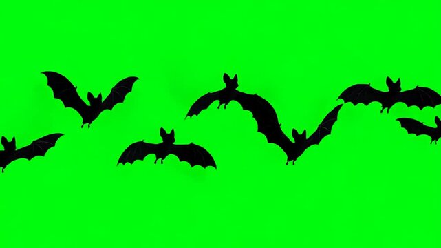 Halloween jack o lantern on green screen background.