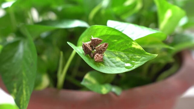 Gokhru &ndash; Tribulus Terrestris, Traditional Indian Ayurvedic Herb Known for Its Spiny Fruits, Herbal Wellness Uses and Botanical Importance