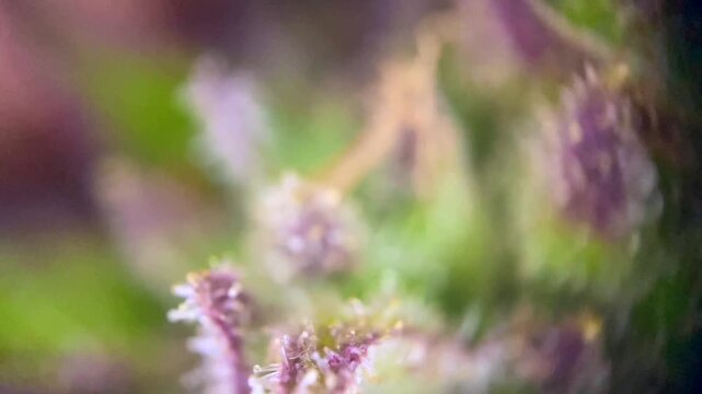 Magic Cannabis plant trichomes close up, indicating peak maturity for harvest. Concept of quality, cultivation, and legal cannabis.