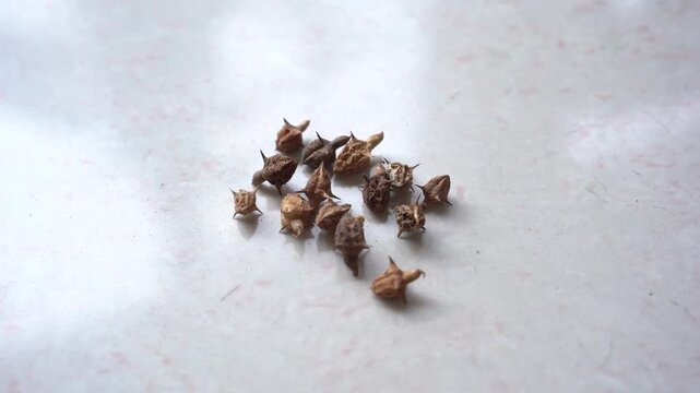 Gokhru &ndash; Tribulus Terrestris, Traditional Indian Ayurvedic Herb Known for Its Spiny Fruits, Herbal Wellness Uses and Botanical Importance
