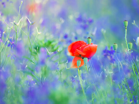 Red poppy in a field of purple-blue larkspur wildflowers, floral background
