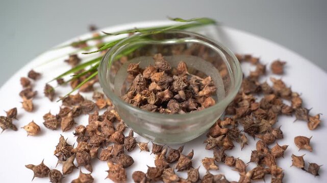 Gokhru &ndash; Tribulus Terrestris, Traditional Indian Ayurvedic Herb Known for Its Spiny Fruits, Herbal Wellness Uses and Botanical Importance
