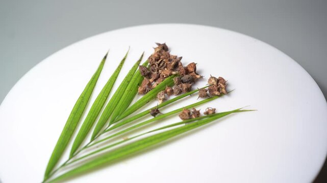 Gokhru &ndash; Tribulus Terrestris, Traditional Indian Ayurvedic Herb Known for Its Spiny Fruits, Herbal Wellness Uses and Botanical Importance