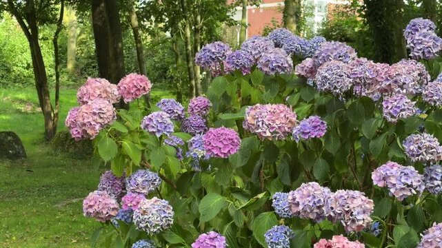 Vibrant pink, blue, and purple hydrangea flowers blooming on a large bush in a lush green garden