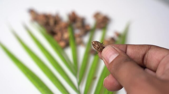 Gokhru &ndash; Tribulus Terrestris, Traditional Indian Ayurvedic Herb Known for Its Spiny Fruits, Herbal Wellness Uses and Botanical Importance