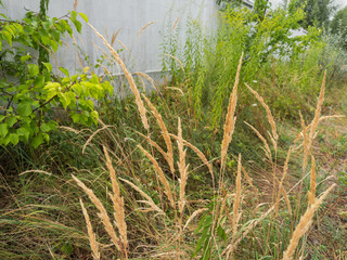 Tall grass with dry ears among other plants and bushes © An-T