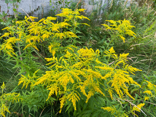Stems of blooming wild solidago among the other wild plants © An-T