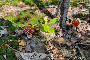 Young red fly agaric mushrooms in forest at sunny morning © An-T