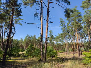 Large clearing in pine forest at autumn sunny day © An-T