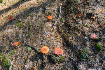 Red fly agaric mushrooms in pine forest at sunny morning © An-T