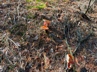 Red fly agaric mushrooms in pine forest at sunny morning © An-T