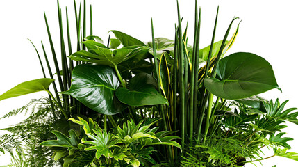 Isolated vibrant green tropical plant arrangement with diverse foliage textures and tall spears © Lars