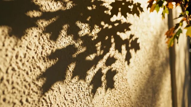Shadows of leaves are cast on a textured wall in a warm light. The sunlight creates a natural pattern on the surface. Time of day is sunset