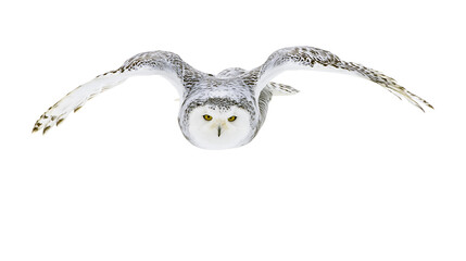 Isolated snowy owl in graceful flight looking directly at camera, majestic arctic bird © Lars