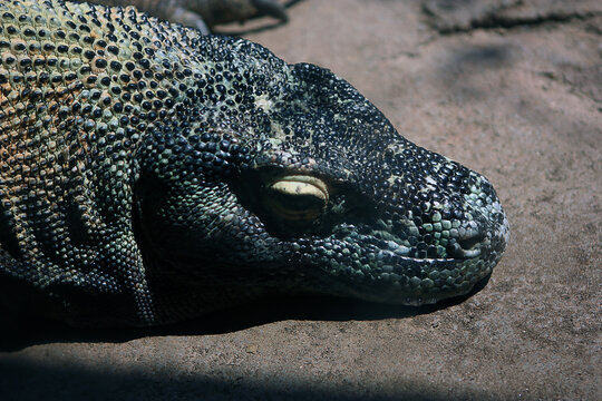 The image shows the head of a Komodo dragon (Varanus komodoensis), the largest living species of lizard on Earth. 