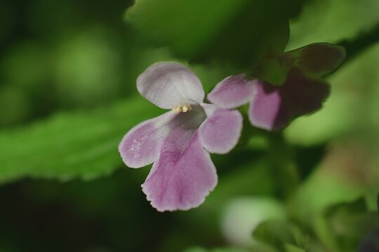 Fleur de M&eacute;litte &agrave; Feuilles de M&eacute;lisse, Bastard Balm, (Melittis melissophyllum) poussant dans une clairi&egrave;re