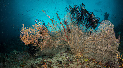 Gorgonian fan corals in teh Raja Ampat area of Indonesia © timsimages.uk