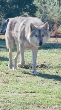 Majestic gray wolf walking forward across grassy field in wildlife footage capturing natural predator behavior in daytime environment