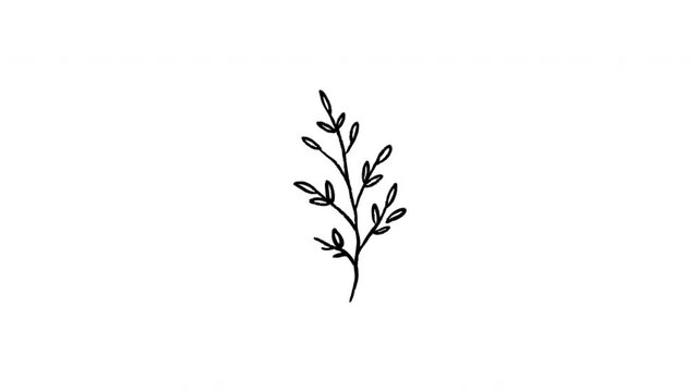Botanical Sprig For Natural Decoration And Brand Design Wiggle Doodle Animation With Alpha Channel. Leaf Branch And Floral Ornament, Transparent Background. 4K Loop Hand Drawn Icon.