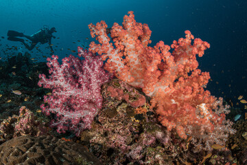 Cherry Blossom Coral (Siphonogorgia godeffroyi) on the Magic Mounmtain divesite, Raja Ampat region, Indonesia © timsimages.uk