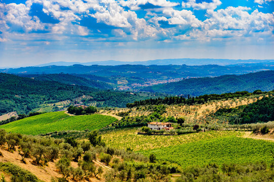 Hills in Tuscany near Artimino with olive trees