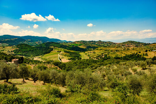 Hills in Tuscany near Artimino with olive trees