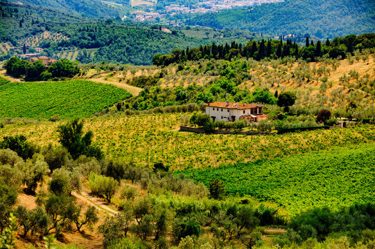 Hills in Tuscany near Artimino with olive trees