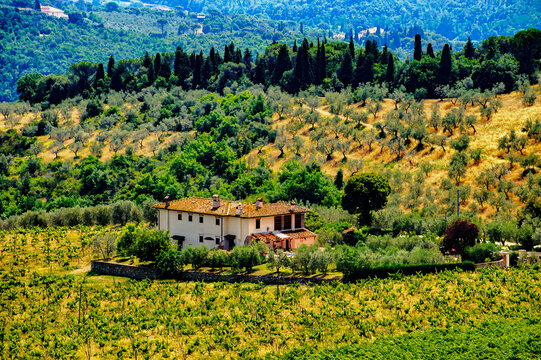 Hills in Tuscany near Artimino with olive trees