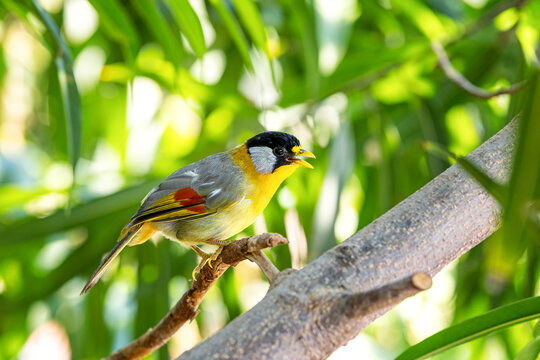 An adult silver-eared mesia, Leiothrix argentauris, is a small and colourful species of bird endemic to South East Asia. Perched in a tree and with a foliage background.